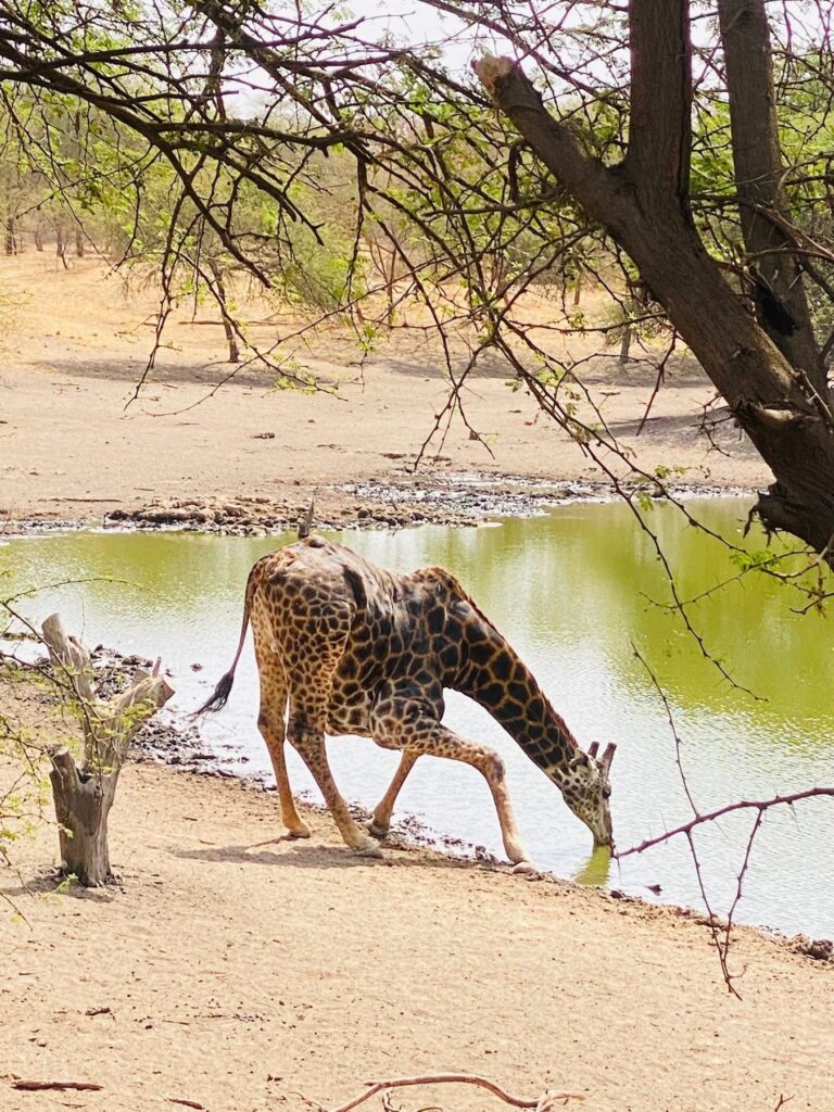 Excursion Safari Bandia et Lions depuis l’Hôtel Riu Baobab Sénégal